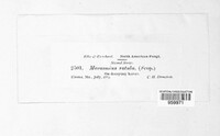 Marasmius rotula image